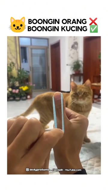 #Kucing Belang Telon Reel by @dedypratomo_ - 🐱 : Kemana perginya karet itu ya? Perasaan tadi
mentalnya ke arah situ, Pas dicari lho kok ilang 🤯
#kucing #kucinglucu #kucingpersia #kucingindones