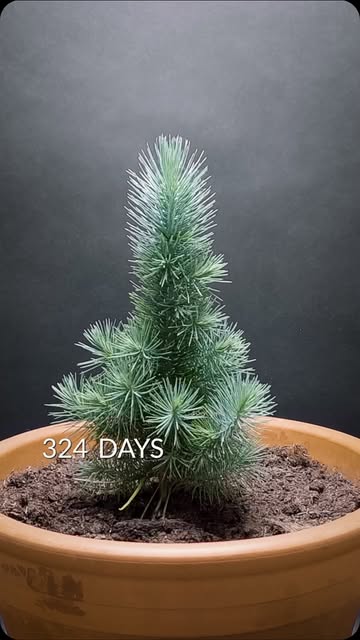 #Nature,naturephotography,lucky78 Reel by @gardener_community - Pine tree 2 year timelapse
"Special thanks for the amazing video" 🌱☘️🌿🪴Make sure to follow their channel for more great content: 📽️ @boxlapsefil