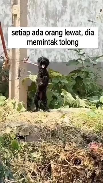 #Ajengan Anjing Reel by @kennel_gunungsitoli_nias - Terimakasih orang baik,semiga engkau di beri umur panjang dan hati yang baik❤️❤️
mereka juga ciptaan tuhan sama seperti manusia.
Buat para netizen yg