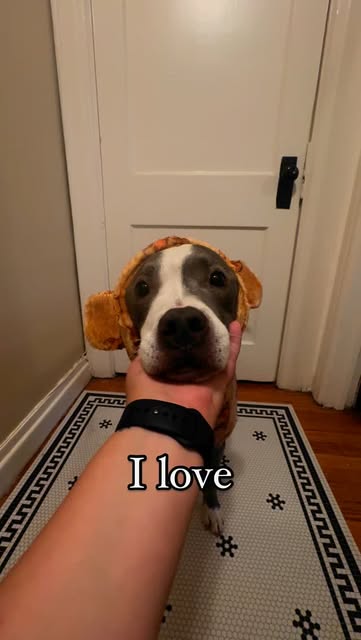 #Cutereels Reel by @handsome.zeus (verified account) - I love you 💙
_
It's hard to share cute reels on here while LA is up in flames but we hope that we can at least put a smile on even just a few faces d