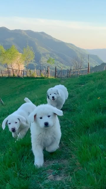 #Mountainlife Reel by @romania (verified account) - What does boundless joy feel like? It feels like damp earth pressing beneath tiny, eager paws, the sharp tang of wild grass and rain-soaked soil cling