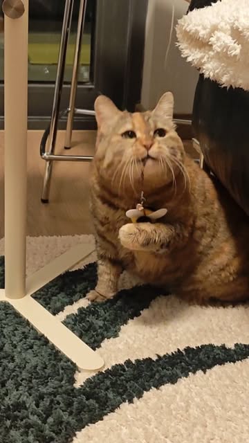 #Gong Yoo Cats Reel by @guangdang005 - Guangdang wants to play with little bee.