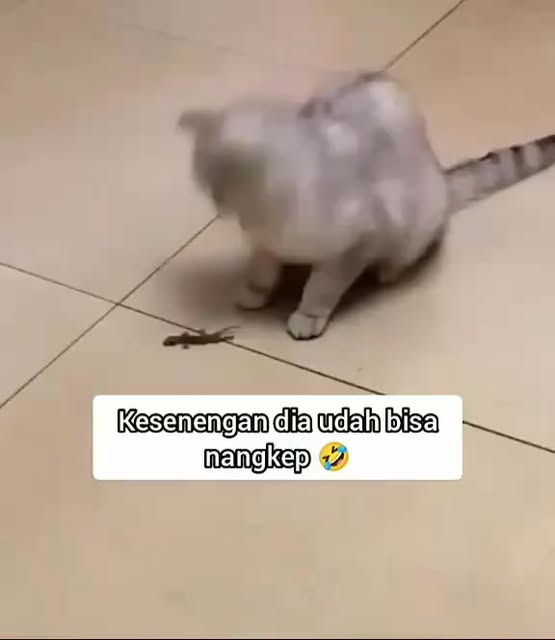 #Kucinglucu Reel by @helmialdiansyah2809 - #Vidio # konten Monetisasi # kucing lucu# @ sorotan