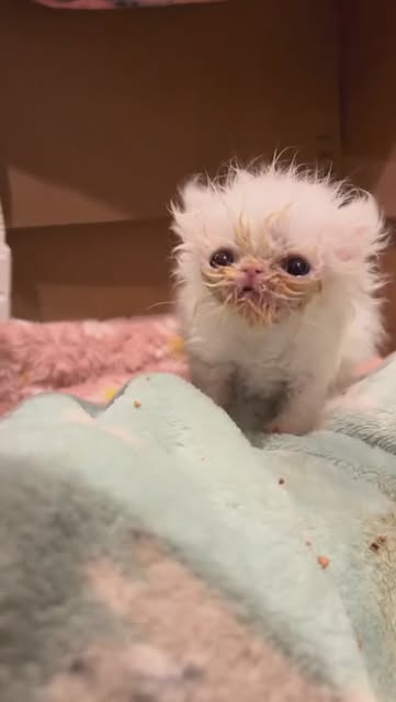 #Wisp The Kitten Reel by @whiskerskitts - We all can't believe wisp has grown so much<3
.
.
.
.
Follow @whiskerskitts for more kitty content
Credits~ @rags_to_riches_animalrescue
.
.
Tags~
#