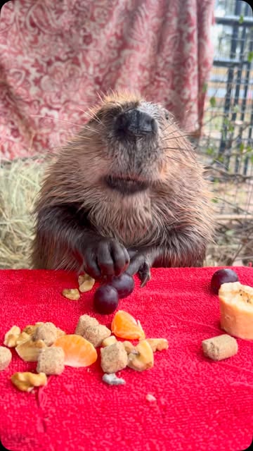 #Beavers Cute Reel by @hmuraco - Tulip 🌷 #beavers #tulipbeaver you can help support us 😊 www.somethingwild.org SUBSCRIBE TO Holley Muraco YouTube or something Wild Patreon. Tulip ha