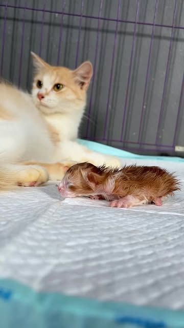 #Kucing Mengandung Berapa Bulan Reel by @republicofcat_official - Bidan dadakan buat bantu lahiran induk kucing #cat #kitten #catlover #cutecat