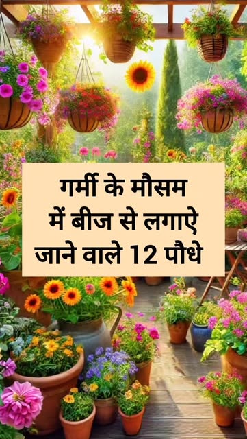 #Summer Plants Reel by @terraceharyali - Summer season (12 flower plants) 🌻🌼
#homegarden #summerseeds #summerflower #plants #plantvideo #terracegarden #gardenideas #plantcare #terraceharya