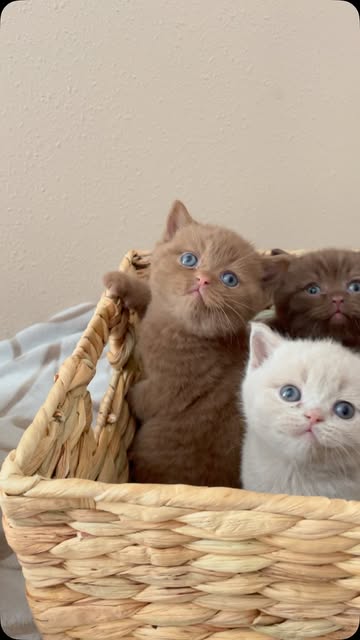#British Shorthair Kittens For Adoption Reel by @plush_british_kittens (verified account) - Chocolate, lilac, fawn, and cinnamon kittens in this cute litter 😍🥰❤️
#britishshorthair #washingtonstate #cutekittensofinstagram #seattlewashington
