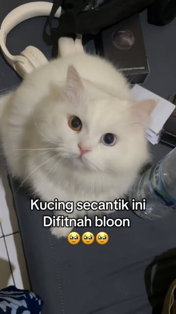 #Kucing Belang Telon Reel by @miyyuoddeye - Tega banget kalian bilang anakku bloon #kucing #cat #catlover #fyp #kucinglucu #kucingpersia