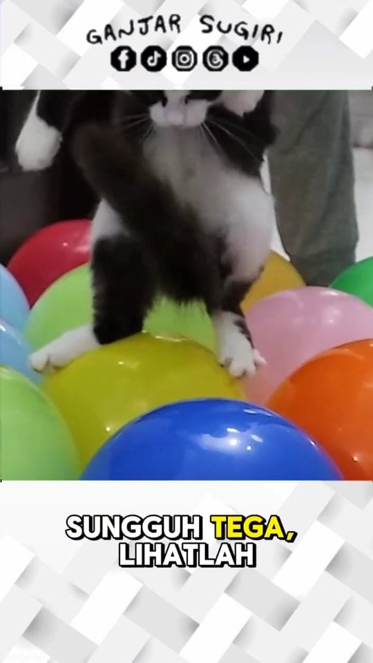 Kucingnya lagi main 'Jangan Sentuh Lantai' versi balon! ๐๐ฑ๐ฅ๐คฃ . . . Terimakasih orang-orang baik ๐ฑ๐ . ๐ฑ "Kota itu seperti kucing, akan menampakkan diri saat malam hari." - Rupert Brooke ๐ฑ . J