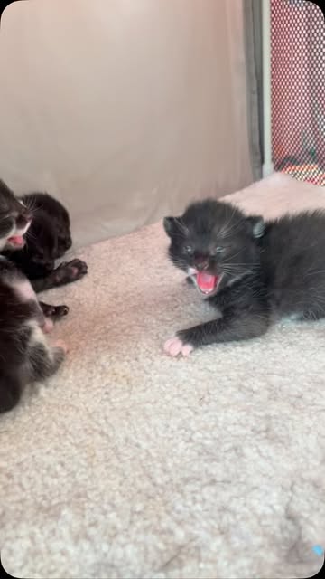 #Kittens Melbourne Club Reel by @bethostern (verified account) - The cutest baby stageβ¦ Melody's kittens have found their hisses.π€£ππ€£
