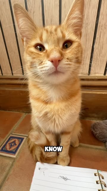 #Peenar Cat Reel by @tabbycatmittens - The peenar snipper guy
#cat #cute #animals #petstagram #instacat #viral #trending #trend #pet #catlife #funny