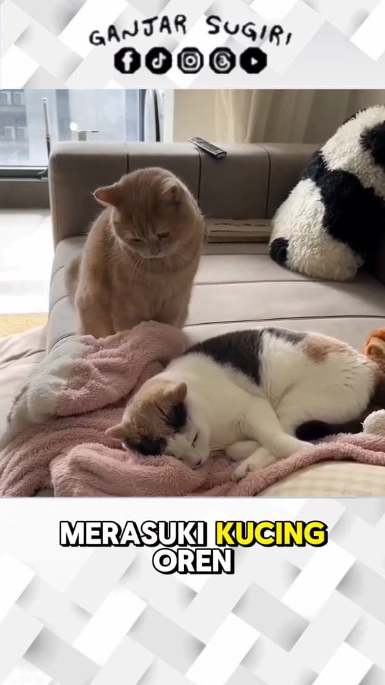 Si Oren: 'Dendam lama akhirnya terbalaskan!' ๐๐ผ๐ฅ๐น . . . Terimakasih orang-orang baik ๐ฑ๐ . ๐ฑ "Kota itu seperti kucing, akan menampakkan diri saat malam hari." - Rupert Brooke ๐ฑ . Jangan lupa