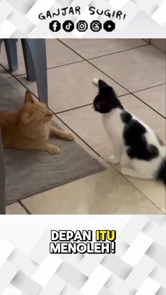 Kucing kecil: 'Siap nyerang nih !' 😼👊🔥 Si Oren noleh 👀😳 'Eh… garuk-garuk doang, bro!' 🤣😂 . . . Terimakasih orang-orang baik 🐱💞 . 🐱 "Kota itu seperti kucing, akan menampakkan diri saat malam