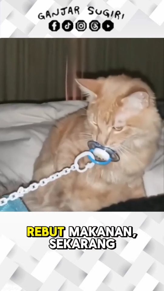 Kucing: ‘Sedot dikit gak ngaruh, ! 😼👶 Si bayi tidur nyenyak, si oyen malah jadi bayi dadakan, maling dot ! 😂🍼 . . . Terimakasih orang-orang baik 🐱💞 . 🐱 "Kota itu seperti kucing, akan menampakk