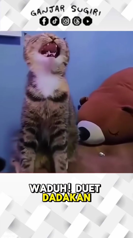 Siapa sangka, kucing gue punya bakat terpendam! ππ€ Pas aku nge-vokal, kucingku langsung ikutan nge-dub! Duet kocak, siap nge-gas Indonesian kucingdol, cuy! π€πΉ . . . Terimakasih orang-orang baik π±