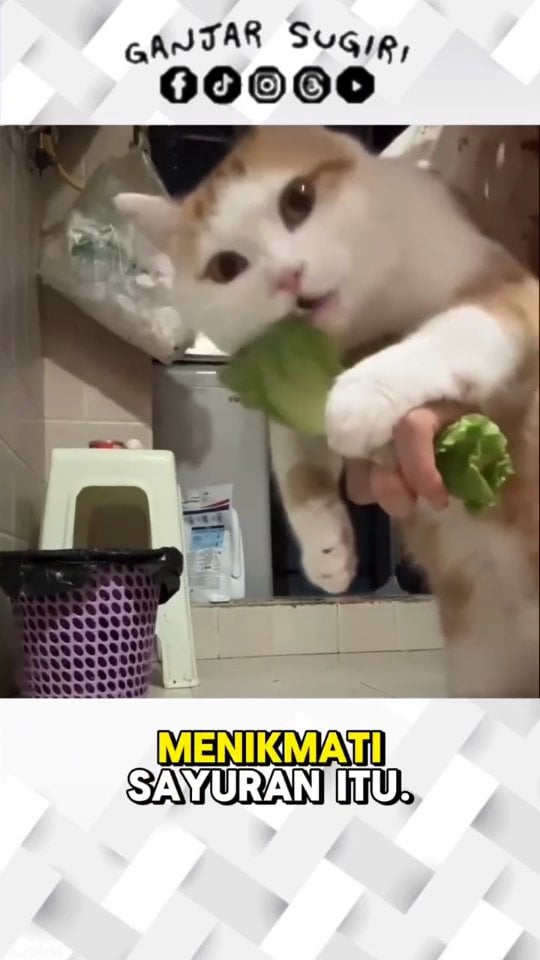 Fix! Sikucing salah server, dikira dia kelinci ๐คฃ๐ฅฌ๐ฑ . . . Terimakasih orang-orang baik ๐ฑ๐ . ๐ฑ "Kota itu seperti kucing, akan menampakkan diri saat malam hari." - Rupert Brooke ๐ฑ . Jangan lupa