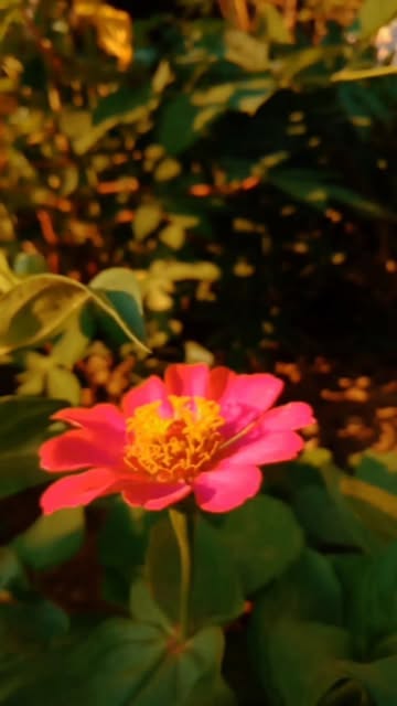 #Kasaji Reel by @pawonbuke_ - Madiun enek angkringan sing anyar maneh awan bengi jan syahdu panggonane. Lokasine cidak Masjid Kuncen wis golekono ning google maps PAWON BUKE jelas