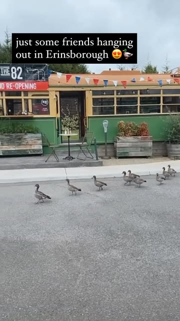 #Quackquack Reel by @10peachau (verified account) - Quack Quack where is Paul Robinson? He's our father.