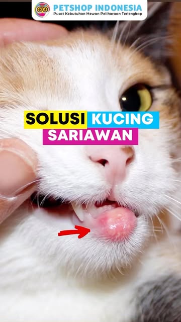 #Sariawan Kucing Reel by @petshopid - Siapa yang kucingnya lagi sariawan? Coba komen di bawah yaaa 😉 #obatsariawan #sariawankucing #obatsariawankucing