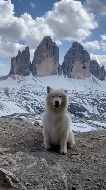 #Wanderlust Reel by @wonderful_places (verified account) - Felix @wanderlust_samoyed wishing everyone a wonderful Saturday 🐶🐶😍😍
Tag your dog lover friends!!!
.
🎥 ✨@wanderlust_samoyed✨
#wonderful_places fo
