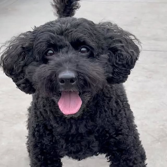 #黒トイプードル Reel by @kayokokishimoto (verified account) - 殿くん。
#黒トイプードル