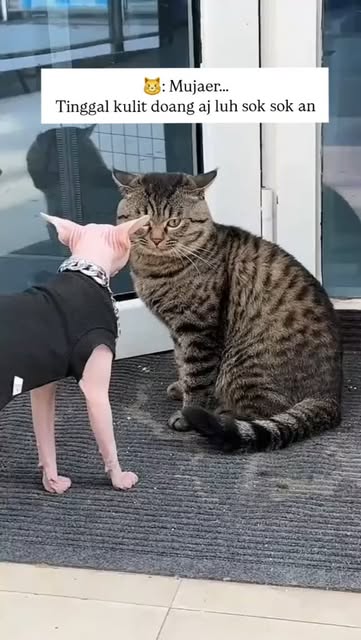 #Kucing Preman Reel by @meongstories - Kucing pala gede biasanya preman
#cat #catlover #vidiokucinglucu