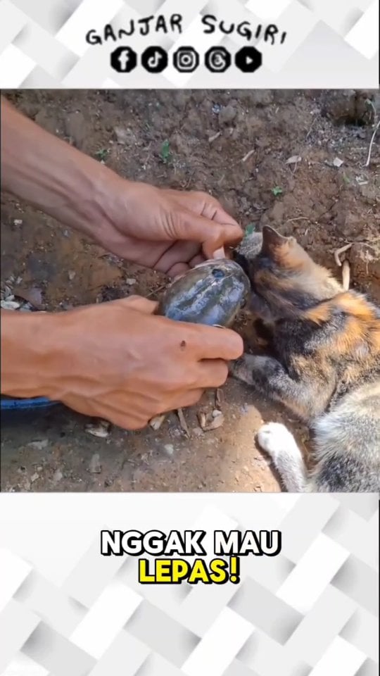 Biasanya aku yang mangsa, kok sekarang aku yang dimangsa? TOLONG !!! Ikan ini lupa skrip kayaknya 😾🐟 . . . Terimakasih orang-orang baik 🐱💞 . 🐱 "Kota itu seperti kucing, akan menampakkan diri saat