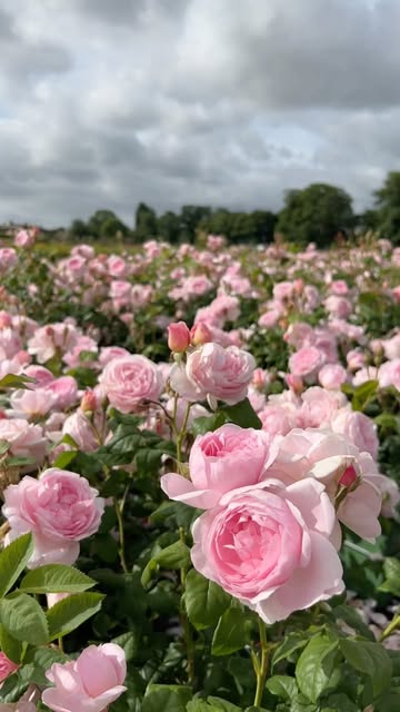 #Beautiful Rose Garden Reel by @david_austin_roses (verified account) - A rose lovers dream. 🌹
Every summer our Shropshire nursery erupts into a sea of blooms and fragrance, the fruits of our labour from all the hard wo