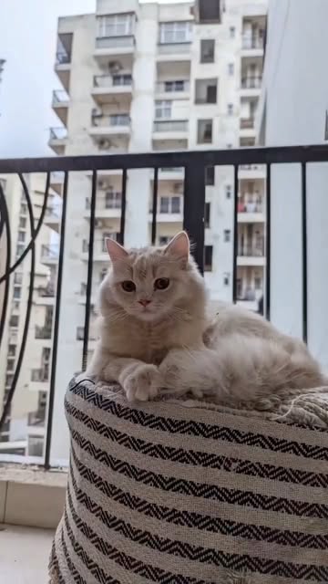 #Pet Treats Reel by @headsupfortails (verified account) - That's just Joey, enjoying her share of sunshine and Sara's #CatTreat on a perfectly fine #Monday morning.💛
Go, shop off our super-special 'Sara's C