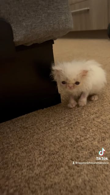 #Wisp The Kitten Reel by @rags_to_riches_animalrescue (verified account) - Not sure what dr rose gave her 🤣
#kitten #kittenlove #kittenlovers #kittens #kittensofinstagram #kitty #cat #catsofinstagram #cats #catlife #catlove