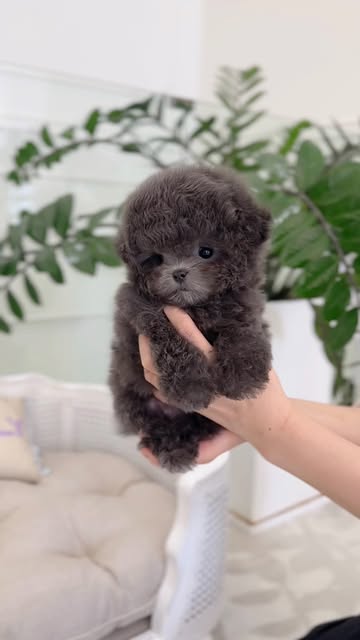 #黒トイプードル Reel by @mummis401 (verified account) - ___𝑀𝒰𝑀𝑀𝐼𝒮 𝒞𝐻𝐸𝒪𝒩𝒢𝒟𝒜𝑀
⚜️세상에서 가장 아름다운 푸들은 멈미스⚜️
목욕하고 꽃미모 날리며
집으로 쫄쫄쫄 떠난 블루💙
우래기 모든 순간 놓칠 수 없찌!🤨
-