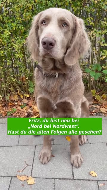 #Hinnerk Schönemann Travelphotography Reel by @shz.de (verified account) - Der Hund Holly ist der heimliche Star der ARD-Krimi-Reihe "Nord bei Nordwest". Wir haben ihn und sein TV-Herrchen Hinnerk Schönemann am Set in Hamburg