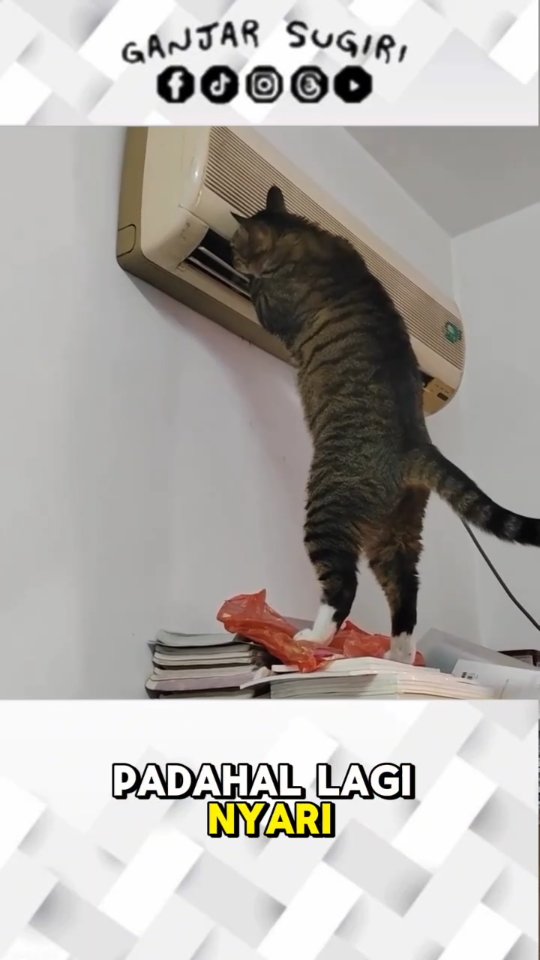 Kucing: โSaya teknisi berpengalaman, Bu. Ini kayaknya ada suara mencurigakan dari dalam unit AC.โ ๐ฑ๐โ๏ธ Ibu: 'Udh cepetan, tangkap tikusnya ibu takut' ๐คฃ๐คฃ๐คฃ . . . Terimakasih orang-orang baik ๐ฑ๐ .