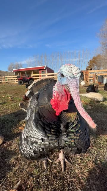 #Wild Turkeys Reel by @the.annamoon - This our pet turkey. His name is Orbit aka Puff Daddy. We love him so much. 🤎🦃
Happy Turkey Day!
.
.
.
#happythanksgivng #petturkey #happyholidays