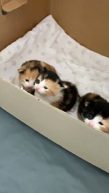 #Kucing Calico Betina Reel by @houseofchancesrescue - A trifecta of calico kittens. Does it get much cuter than this? 🥹 #adoptdontshop #kittens #cutekittens
