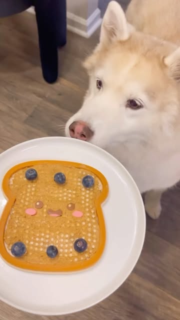 #Pet Treats Reel by @thecontainerstore (verified account) - We're paw-sitively obsessed with with pet find! 🐾💙
@methodicalmuses used the Fred Howligans Dog Lick Mat from #TheContainerStore to entertain her d