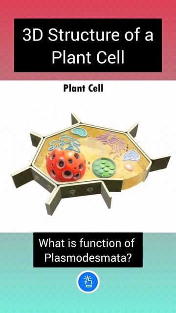 #Plant Cell 3d Model Reel by @studyclickindia - 3D Model of Plant Cell: What is function of plasmodesmata?
https://www.youtube.com/@StudyClick
#studyclick #studyclickindia #neet2025
.
.
.
.
#explor