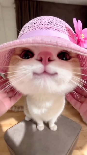 #Cat Tiktok Trends 2026 Reel by @googoogaagaacat - follow for more ➡️
#viral #reels #cute #cat #fypシ❤️💞❤️