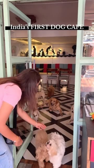 #Oh My Dog Cafe Reel by @hungrygang_ahm (verified account) - Follow @hungrygang_ahm 🤩
@hungrygang_ahm 
@hungrygang_ahm 
•
•
📍 Location mentioned in reel
•
•
Entrance is about ₹399 
•
#mumbai #dogcafe #india #d