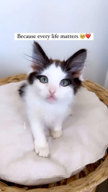 #Cat Sanctuary Reel by @kittenrescueaustralia (verified account) - I am reaching out to you with an important heartfelt plea. My small apartment has become a sanctuary for countless rescue cats over the years and whil