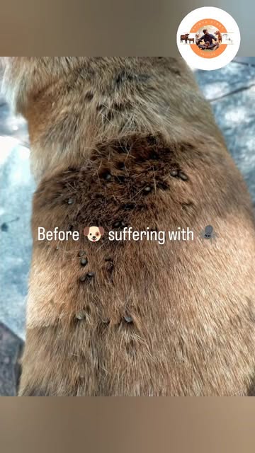 #Parasit Darah Pada Anjing Reel by @avinya_stray_helpers - Last month we received information from our team member @teen_bits & Harsha after this dog suffering with full body ticks we started treatment with th