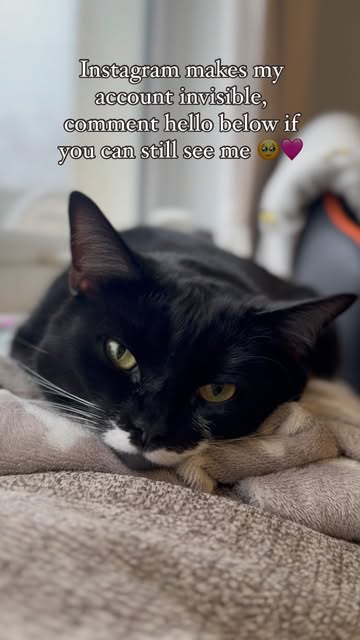 #Catlovers Group Reel by @oreominifloof - We love making new frens and saying hello 😍 
.
.
.
.
.
.

.

#cat #catlover #catlife #catsofinstagram #catstagram #catsofig #tuxedocat #tuxedo #photo