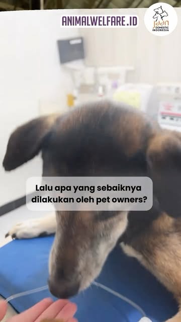 #Parasit Darah Pada Anjing Reel by @jaandomestic - ⚠️𝗪𝗮𝘀𝗽𝗮𝗱𝗮 𝗥𝗲𝗹𝗮𝗽𝘀𝗲 𝗣𝗮𝗿𝗮𝘀𝗶𝘁 𝗗𝗮𝗿𝗮𝗵 𝗽𝗮𝗱𝗮 𝗔𝗻𝗷𝗶𝗻𝗴⚠️
Relapse adalah kondisi di mana infeksi parasit darah yang pernah di