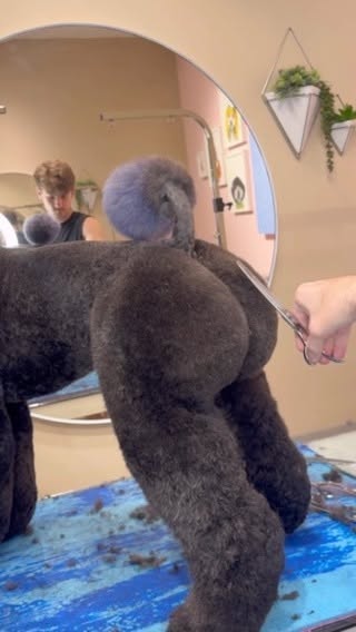 #Is It Okay If I Touch You Haircut Dog Reel by @dogsbylogan (verified account) - Raikou is keeping up with the kardashians
.
#dogs #poodle #dogsbylogan #funnydogs