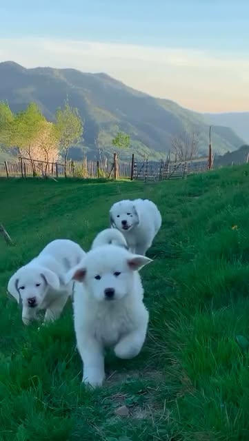 #Mountainlife Reel by @romania (verified account) - What does boundless joy feel like? It feels like damp earth pressing beneath tiny, eager paws, the sharp tang of wild grass and rain-soaked soil cling