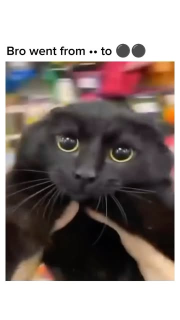 #Funnycat Memes Reel by @thefelinejournal - How? 😆
#funnycats #feline #caturday #catvideos #catsofinstagram #meow #catlife