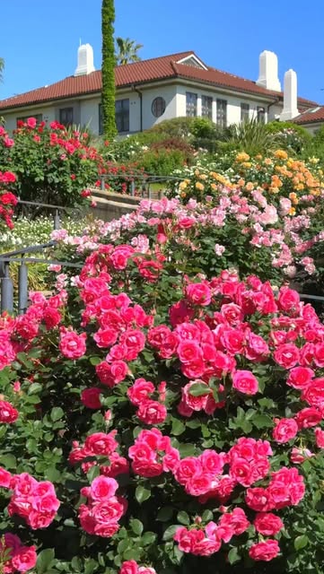 #Beautiful Rose Garden Reel by @1min.traveller - Rose garden at Minato-No-Mieru Oka Park in Yokohama city.
I edited the footage mainly around the area with the old Western-style house.
-
📲2024/5/10