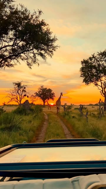#Travelphotography Tips Reel by @jackswynnerton (verified account) - Follow @jackswynnerton for more incredible wildlife content.
Pure magic ✨
📍Okavango Delta - Botswana
.
.
.
#africa #photography #travel #reels #f