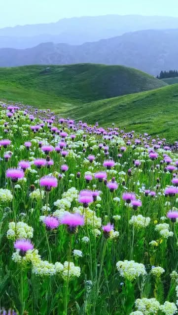 #Naturephotography Flowers Reel by @zenflora_3 - "Every great achievement begins with the decision to try. Keep going-your efforts today are building the success of tomorrow."
#nature #naturephotogr